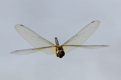 Hydrobasileus brevistylus
