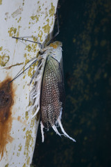 Pterodictya reticularis