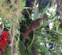 Cranioleuca erythrops