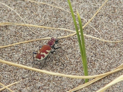 Cicindela