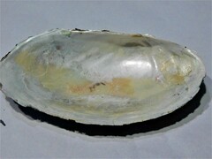 Anodontites trapesialis