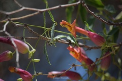 Dolichandra cynanchoides