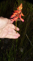 Disa ferruginea