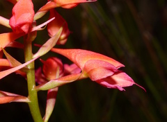 Disa ferruginea