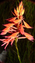 Disa ferruginea