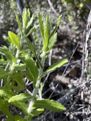 Pseudognaphalium biolettii