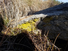 Chrysothrix insulizans