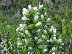 Baccharis magellanica