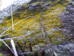 Chrysothrix insulizans