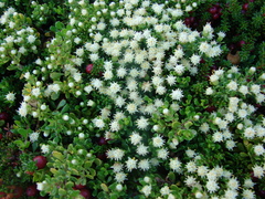 Baccharis magellanica