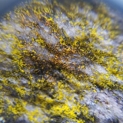 Chrysothrix insulizans