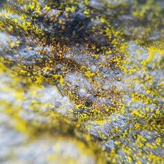 Chrysothrix insulizans