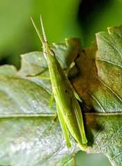 Atractomorpha psittacina