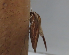 Theretra silhetensis