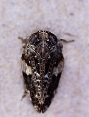 Membracoidea