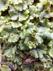 Marchantia polymorpha