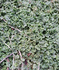 Marchantia polymorpha