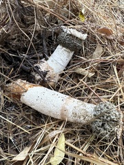 Itajahya galericulata