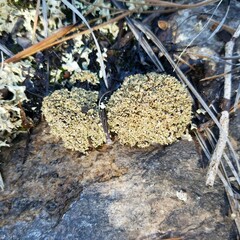 Cladonia strepsilis