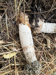 Itajahya galericulata