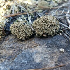 Cladonia strepsilis