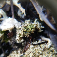 Cladonia strepsilis