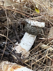 Itajahya galericulata