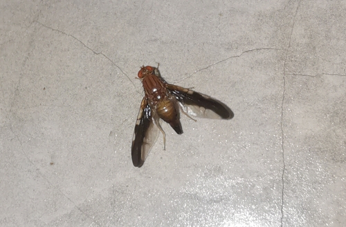 Acanthonevra hemileina