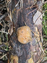 Naematelia encephala