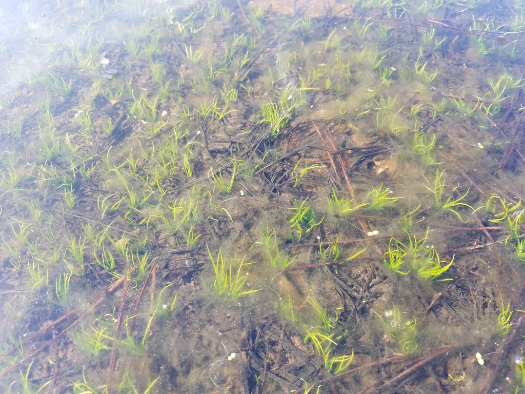 Black-spored Quillwort in February 2023 by Leila Dasher · iNaturalist