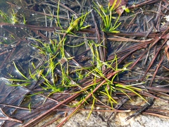 Isoetes melanospora