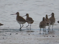 Limosa lapponica baueri