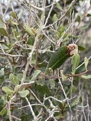 Diospyros intricata