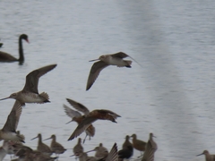Limosa lapponica baueri