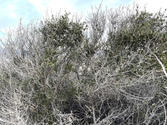 Diospyros intricata