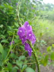 Stachytarpheta