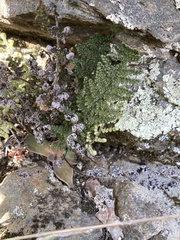 Myriopteris intertexta