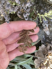 Myriopteris intertexta