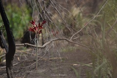 Zephyranthes bifida