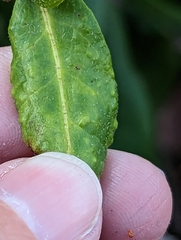 Clinodiplosis rhododendri