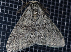 Phigalia strigataria