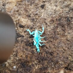 Vaejovis carolinianus