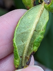 Clinodiplosis rhododendri