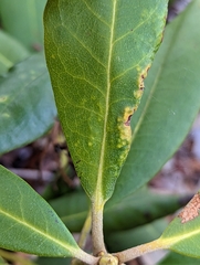 Clinodiplosis rhododendri