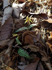 Erythronium