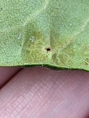 Clinodiplosis rhododendri