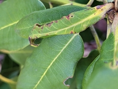 Clinodiplosis rhododendri