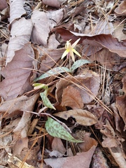 Erythronium