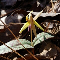 Erythronium