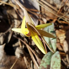 Erythronium